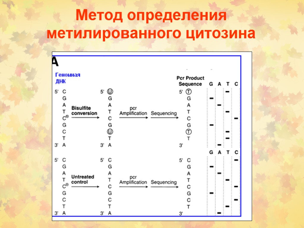 Метод определения метилированного цитозина